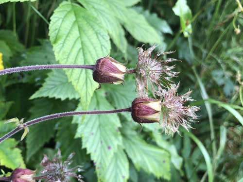 Water Avens