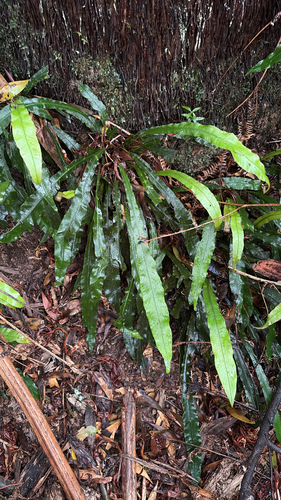Austroblechnum patersonii observed 2026-10-02