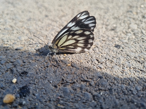 Caper White