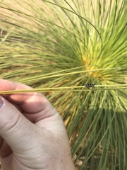 Diphucrania duodecimmaculata