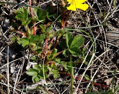 Potentilla stolonifera