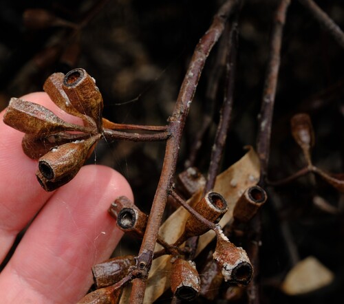 Eucalyptus calycogona observed 2026-09-28