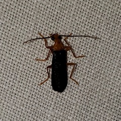 Podabrus fayi