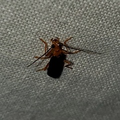 Podabrus fayi