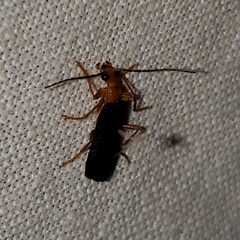 Podabrus fayi