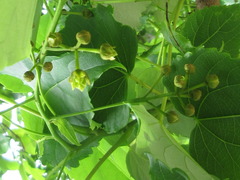 Hovenia dulcis