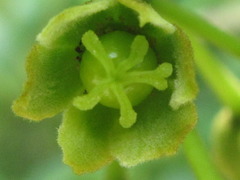 Hovenia dulcis
