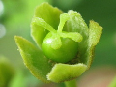 Hovenia dulcis