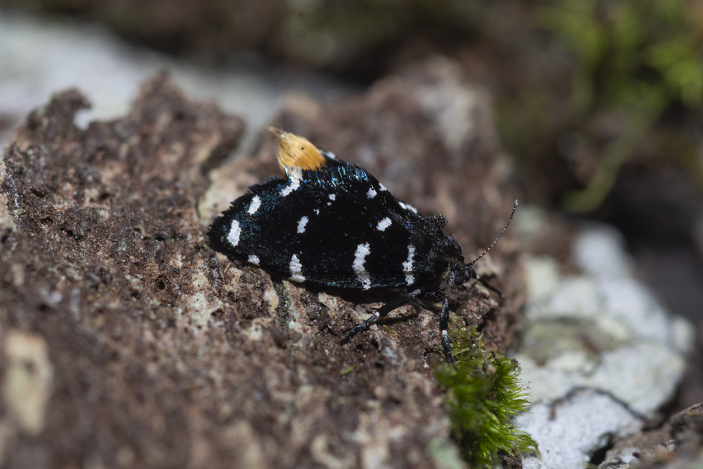 Sentica oppositella