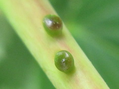 Hovenia dulcis