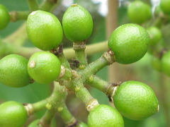 Phellodendron amurense