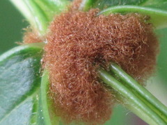 Fraxinus mandshurica