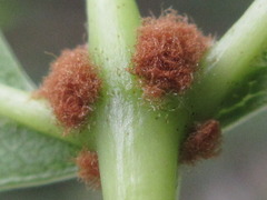 Fraxinus mandshurica