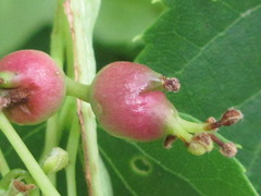 Tilia