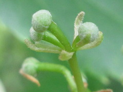 Tilia