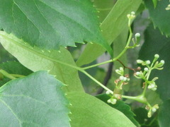 Tilia