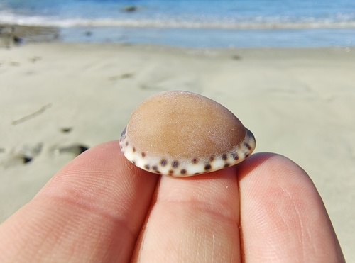 Cypraea angustata observed 2026-10-02