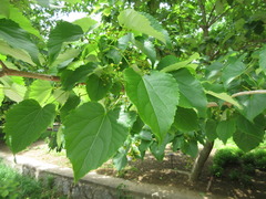 Hovenia dulcis
