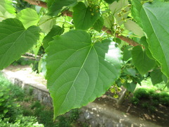 Hovenia dulcis