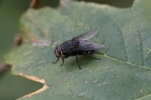 Calliphora vomitoria, 2026-10-01