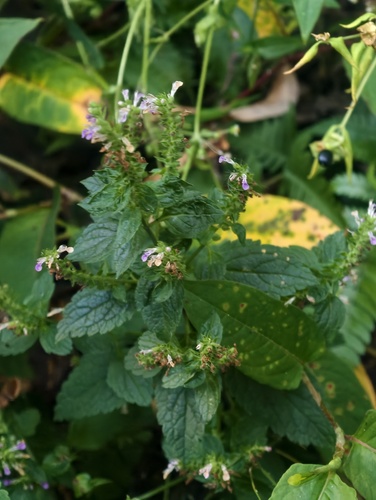 Teucrium viscidum observed 2026-09-21