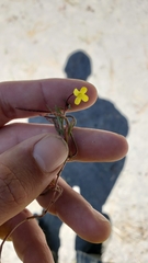 Camissonia contorta