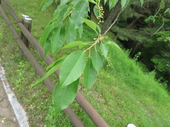 Prunus padus