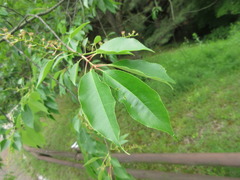Prunus padus