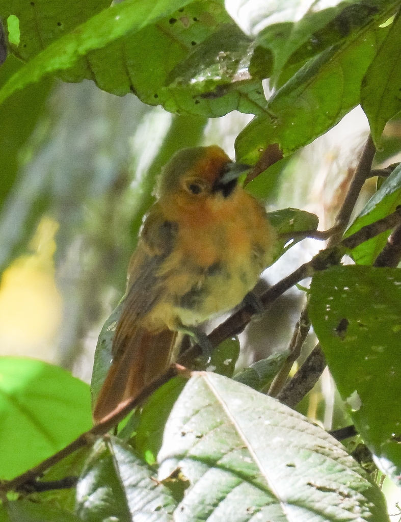 Rufous Monarch