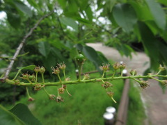 Prunus padus