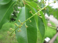 Prunus padus