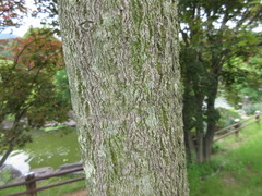 Phellodendron amurense