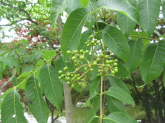 Phellodendron amurense