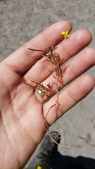 Camissonia contorta