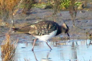 Northern Lapwing