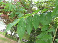 Phellodendron amurense