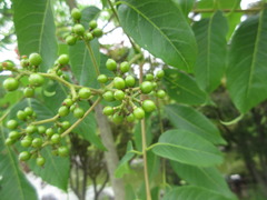 Phellodendron amurense