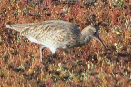 Eurasian Curlew