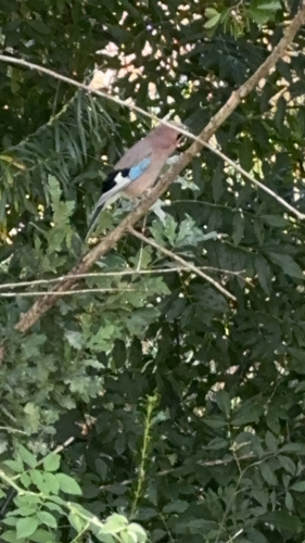 Eurasian Jay