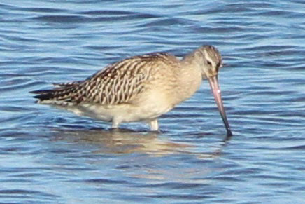 Bar-tailed Godwit