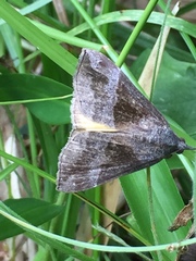 Hypena trigonalis