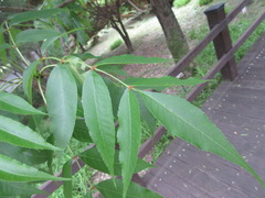 Fraxinus mandshurica