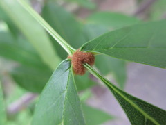 Fraxinus mandshurica