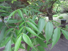 Fraxinus mandshurica