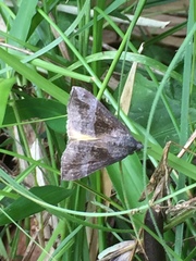 Hypena trigonalis