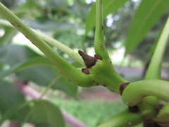 Fraxinus mandshurica
