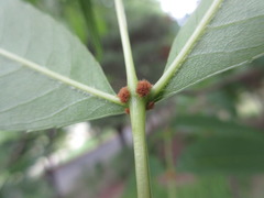 Fraxinus mandshurica