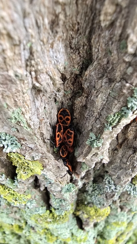 European Firebug