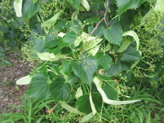 Tilia