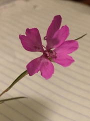 Clarkia biloba